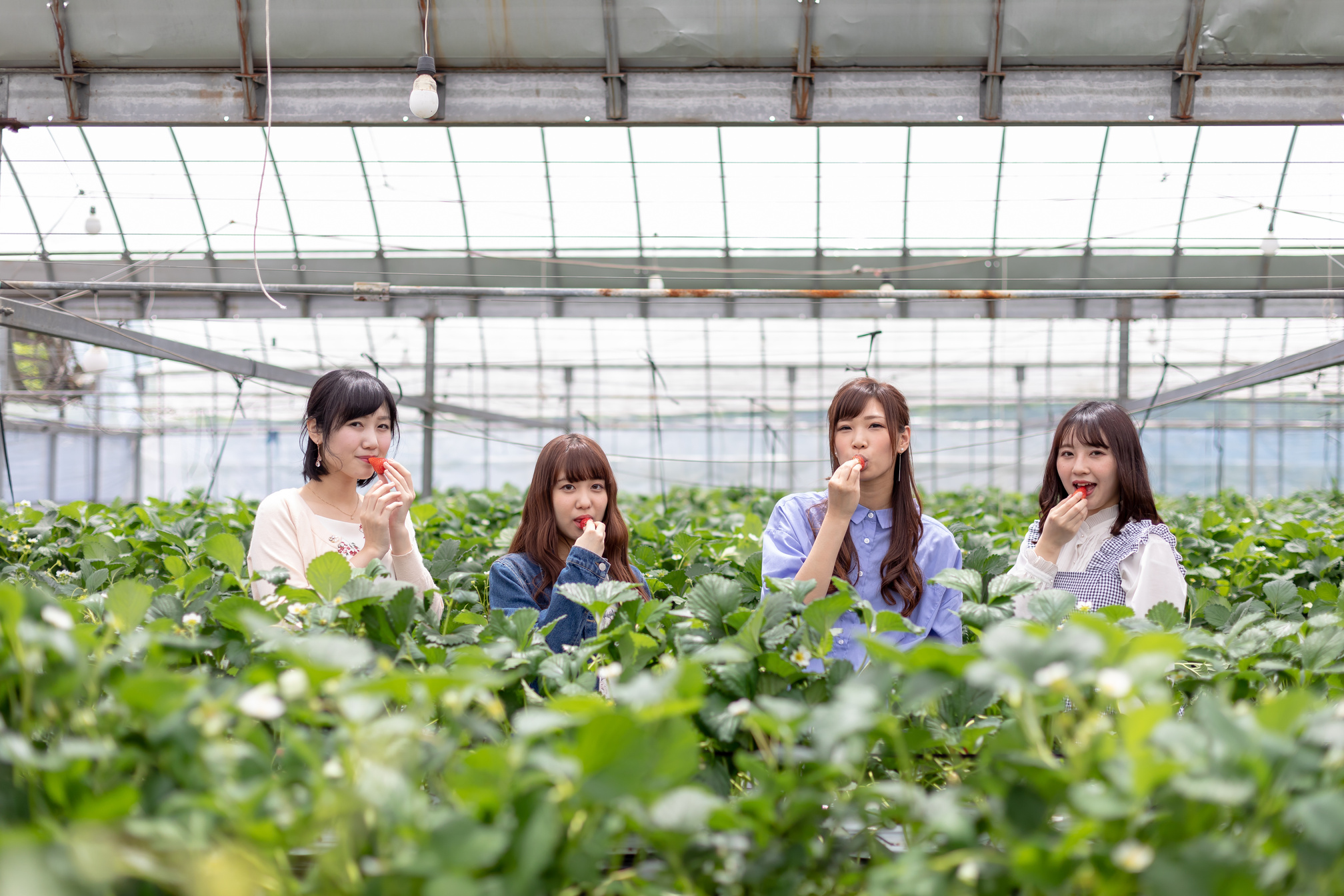 Strawberry Picking image